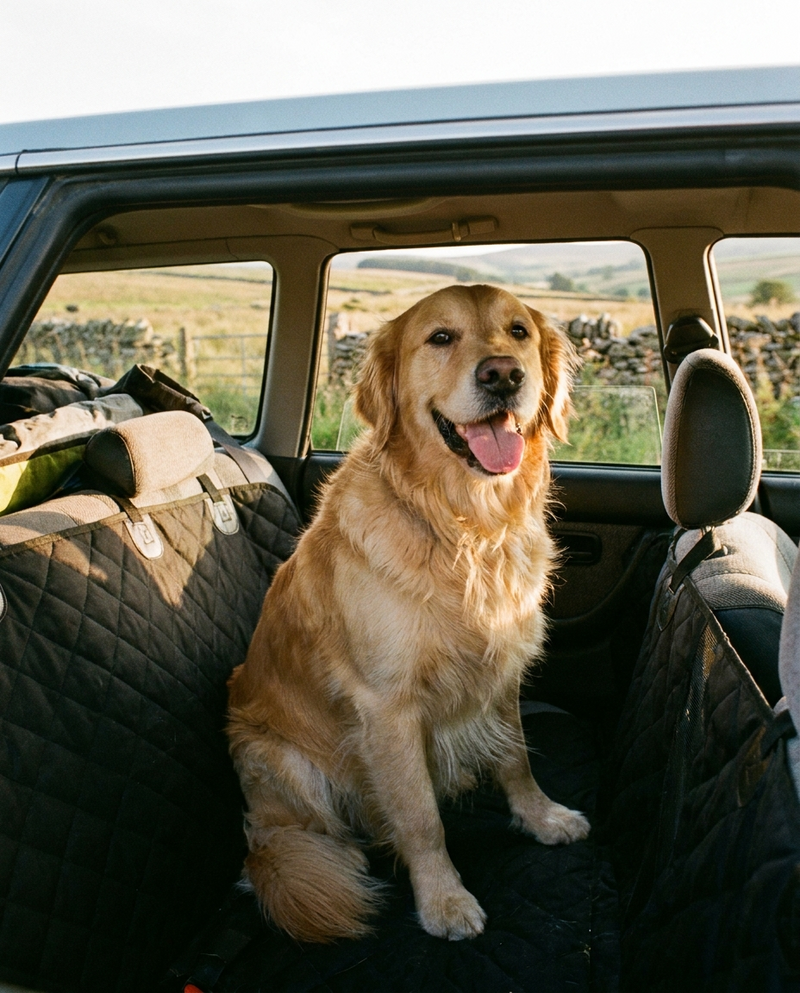 Golden retriever guarda dal finestrino
